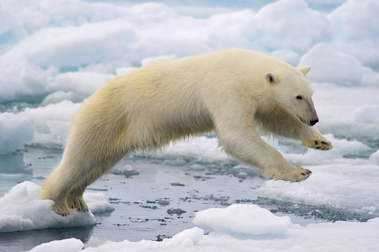 Il était une fois l’Arctique – Diffusion France 3 Thalassa, le 23 janvier 2015 à 20h45