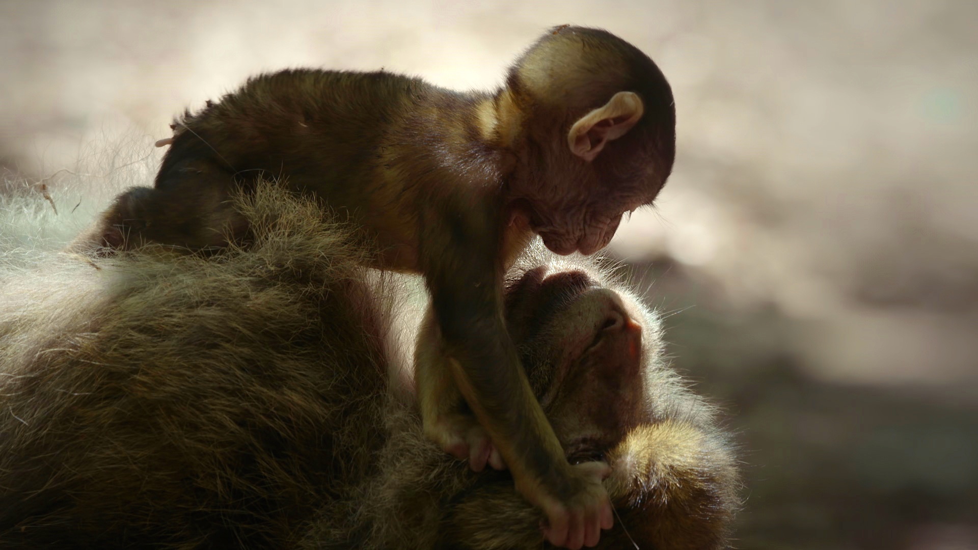 Les Superpapas de la nature