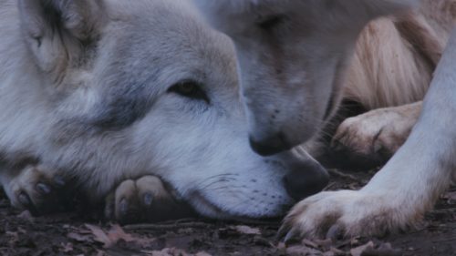 Paroles d’animaux