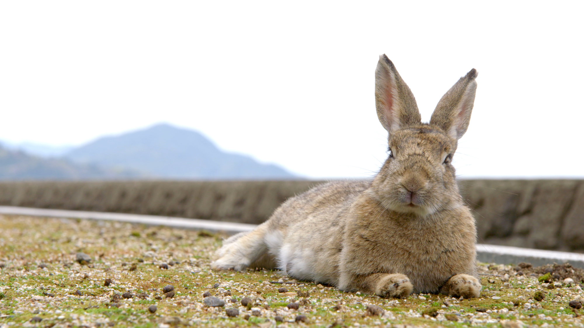 Les super pouvoirs du lapin