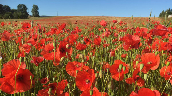 Le secret des fleurs sauvages