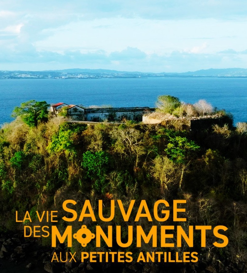 La vie sauvage des monuments aux Petites Antilles.